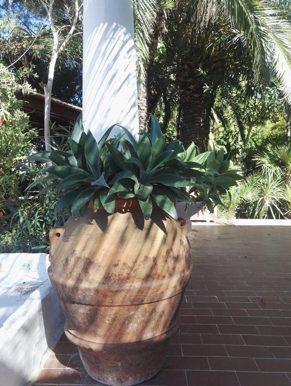 Cala Cavone Guest House Ponza Exterior photo
